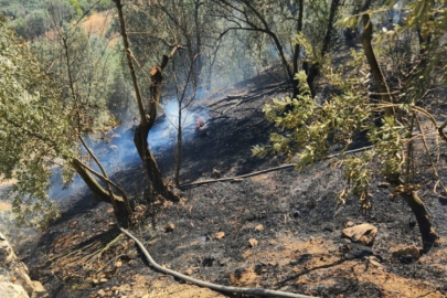 Bursa Mudanya'da zeytinlik alanda yangın!