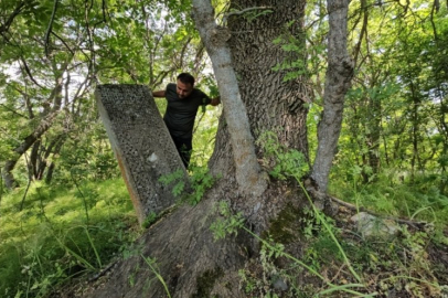 Ağaçlar mezarları içine aldı!