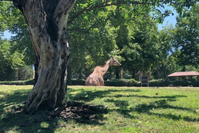 Bursa'da hayvanat bahçesine yoğun ilgi!