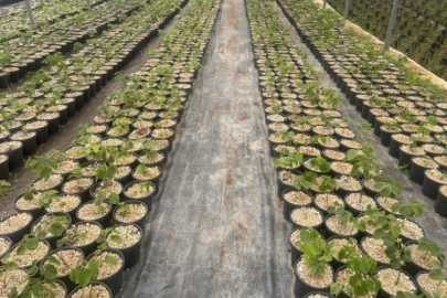 Büyük risk aldılar! Türkiye'de yapılmayanı Bursa'da deniyorlar!