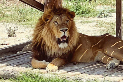 Kaçıp 1 kişiyi yaralayan aslan, avcılar tarafından öldürüldü!