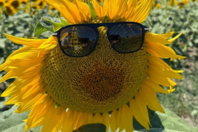 Karacabey ovası sarıya büründü