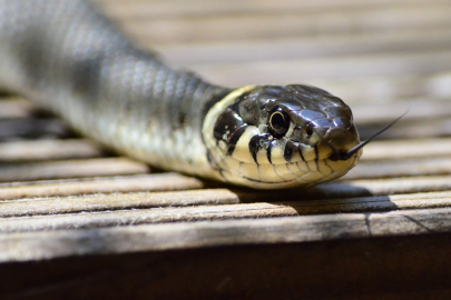 Yılanlar bu kokunun semtine uğramıyor!
