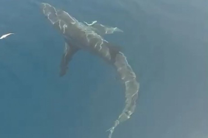 Balıkçılar Saros Körfezi'nde köpekbalığı görüntüledi