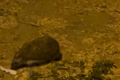 Bursa'da bir mahallenin başı dertte!