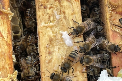 Düzce’de arının soktuğu 70 yaşındaki kadın hayatını kaybetti