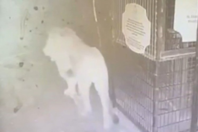 Aslan Zeus'un hayvanat bahçesinden kaçtığı anlar!