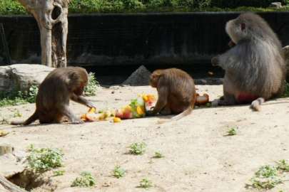 Bursa'da sıcaklar sadece bizi değil onları da kavuruyor!
