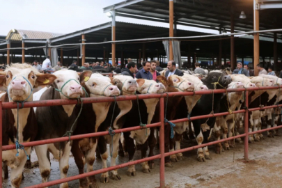 Hayvan pazarları bilinçli mi kapatıldı! O iddialara bakanlıktan cevapHayvan pazarları bilinçli mi kapatıldı! O iddialara bakanlıktan cevap