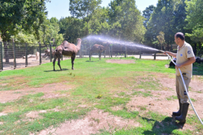 Bursa'da çöl sıcakları etkili oldu!
