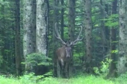 Görüntü Bursa'dan! Güzelliği ile mest etti...