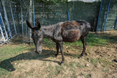 İzmir'de yangından kurtarılan hayvanlar Bursa'da tedaviye alındı