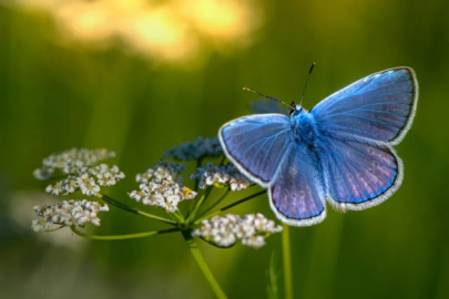 Srebrenitsa katliamında mavi kelebek ve ölüm çiçeği mucizesi