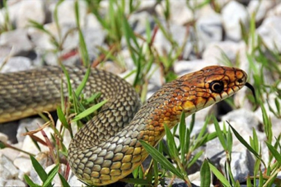 Bursa'da yılan dehşeti! Ne olduğunu anlayamadan kendini yerde buldu