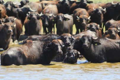 Görüntüler Afrika'dan değil Bursa'dan!