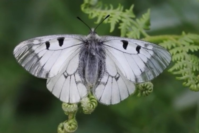 Nesli tehlike altında Uludağ'da görüntülendi!