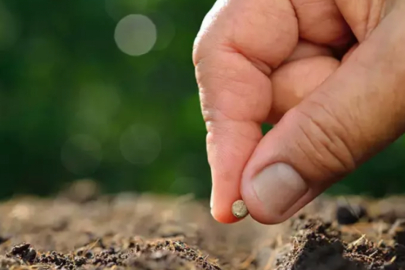 Bu ağaç 400 yıl meyve veriyor!