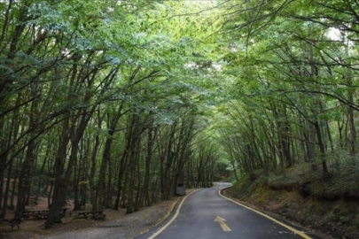 Bursa'da bu kez bambaşka tehlike ortaya çıktı