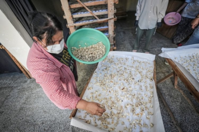 Bursa'da küçücük bir böcek, milyon dolarlık sırrı taşıyor!