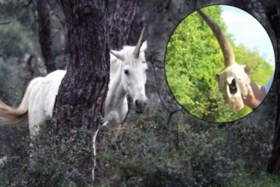 Tek Boynuzlu At kafatası ülkeyi karıştırdı!