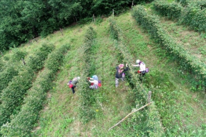 Bursa'da yaz-kış hasat ediliyor! Ekenler zengin...