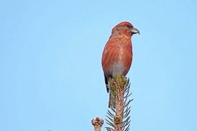 Bursa ormanlarında kozalak avcısı!
