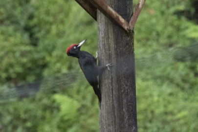 Nesli artık tükeniyor! Bursa'da tedavi altına alındı...