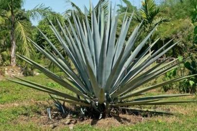 Bursa'da mucize yaşandı, görünce şaştı kaldı!