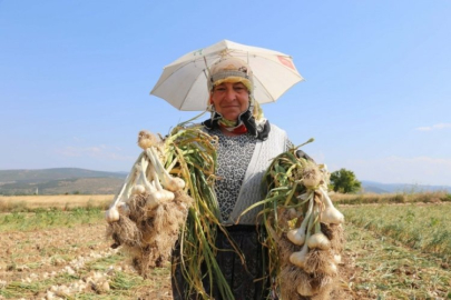 Sarımsak işçilerinin yevmiyesi belli oldu