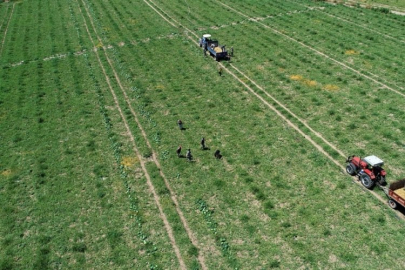 Tarlada 1 lira, kasada 10 lira...