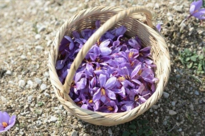 Tarlalarda alarm! Kilosu 600 bin TL olunca jandarma nöbet tutmaya başladı...