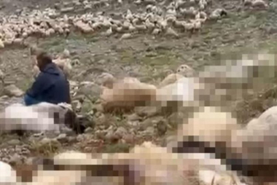 Yaylaya yıldırım düştü! Olanlar oldu...