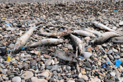 Mersin'de balık ölümleri