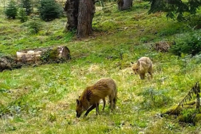 Ormanda beraber gezdiler