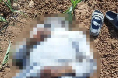 Şanlıurfa'da mısır tarlasında erkek cesedi bulundu
