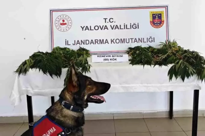 Yalova'da Yasa Dışı Kenevir Ekimi Yapan Zanlı Tutuklandı