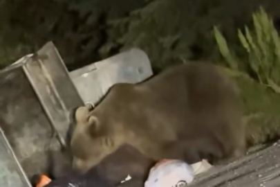 Bursa'da açlık krizi! Çöplere dadandılar