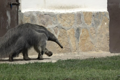 Bursa'da dev karıncayiyen ailesi büyüyor!
