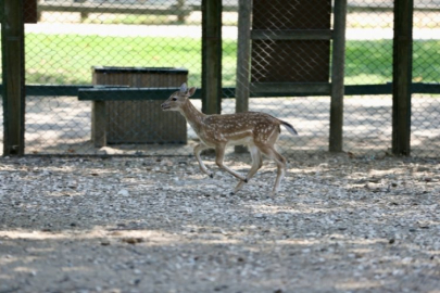 Bursa Hayvanat Bahçesi'ndeki alageyik yavrularına özenle bakılıyor