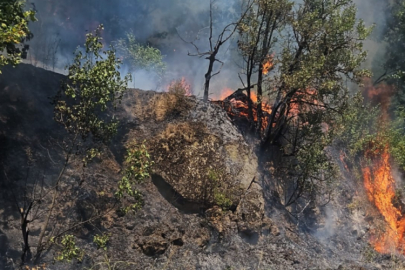 Orhangazi Bayırköy Ormanlık alanda yangın başladı!