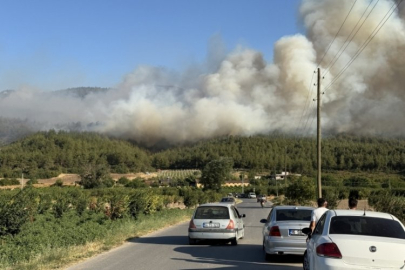 Sakarya'da orman yangını