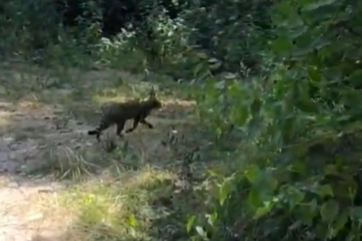 Bursa'da yaban kedileri ortaya çıktı!