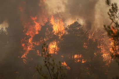4 ilde orman yangını paniği: Müdahaleler sürüyor