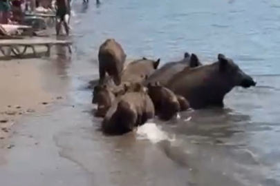Marmaris'te yaban domuzları denize girerek serinledi