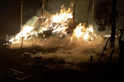 Sakarya-Bilecik yangınında onlarca hayvan yanarak can verdi!