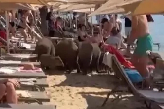 Muğla'da domuzlar denize girerek serinledi: Bahamalar'da beraber yüzüyorlardı