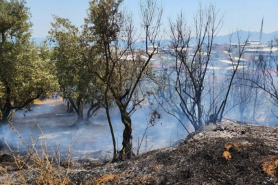 Bursa'da zeytinlik yangını!