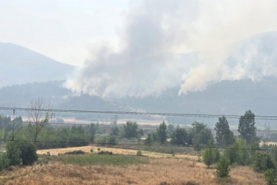 Bursa'nın yanı başındaki yangında acı tablo!