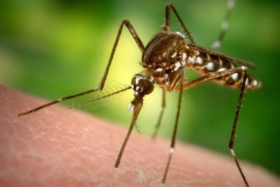 Çin'de korkutan virüs salgını: Vaka sayısı 4 bini geçti