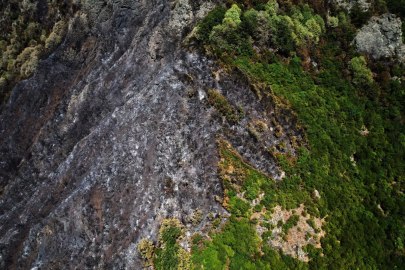 Sakarya'da çıkan yangında ormanlar kül oldu